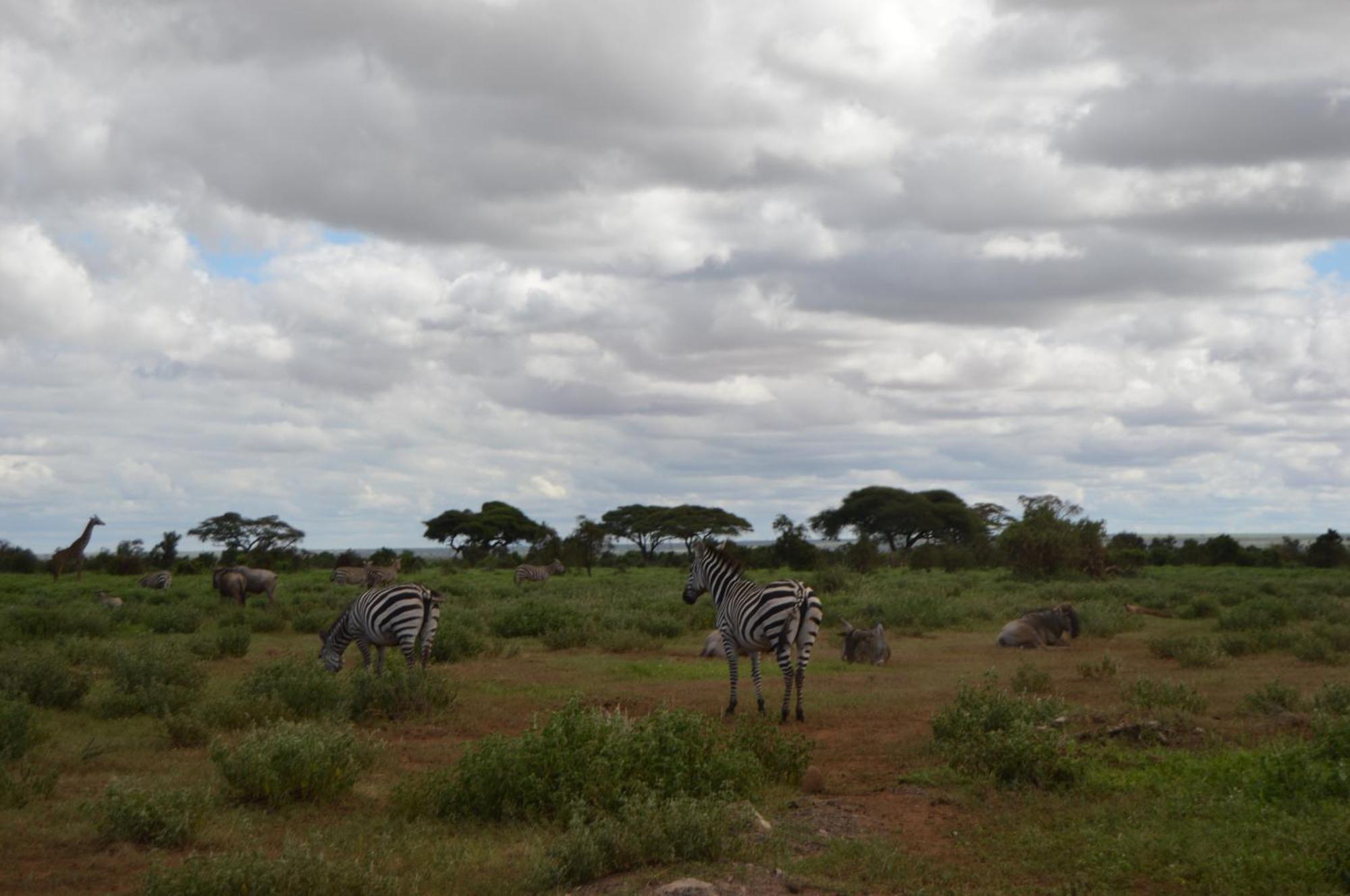 Wild Amboseli Ndovu Cottage. 外观 照片