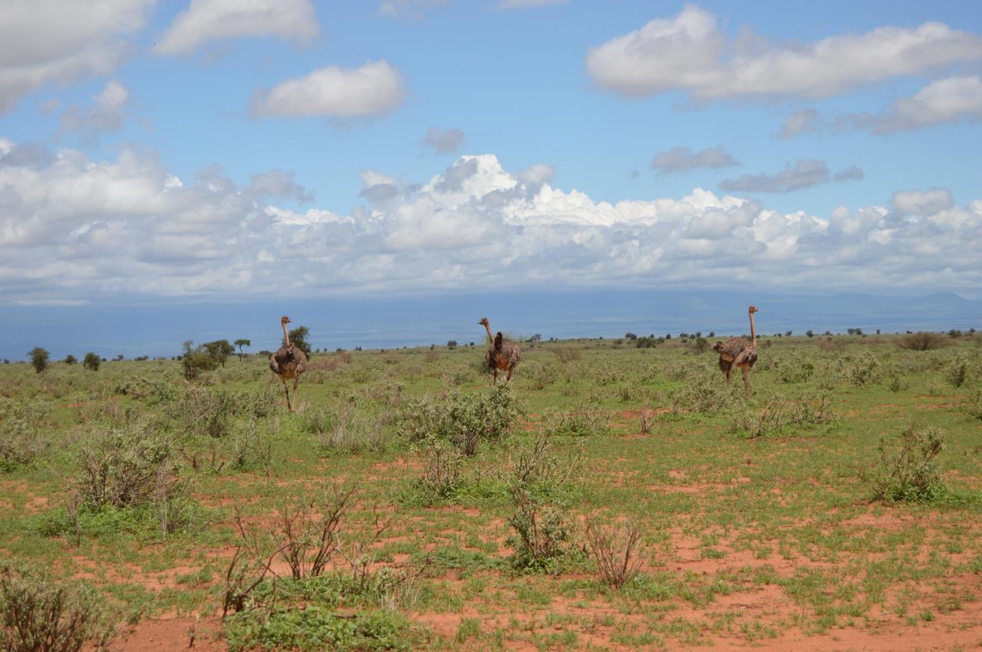 Wild Amboseli Ndovu Cottage. 外观 照片